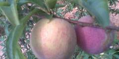 沙县区夏茂花柰，是世界上稀有的珍贵水果之一