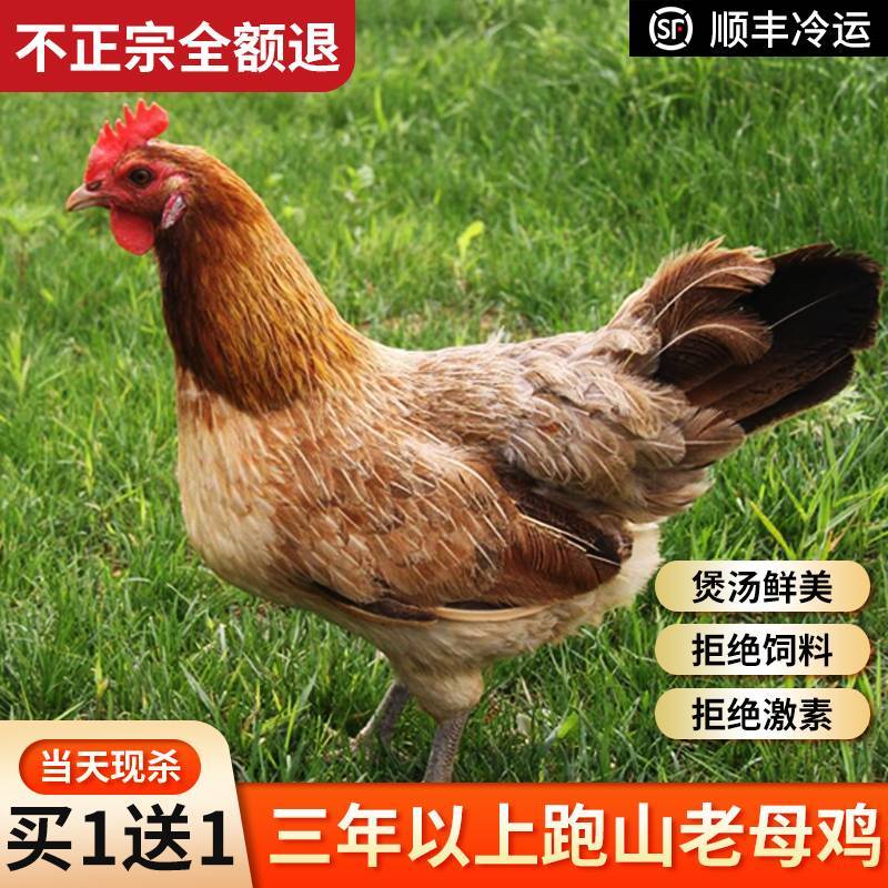 三明将乐光明乡农家散养土鸡
