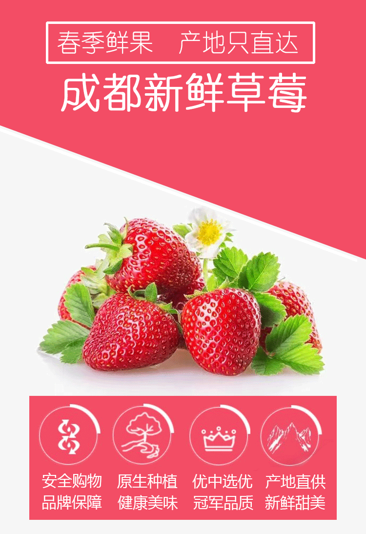草莓详情页_01.gif